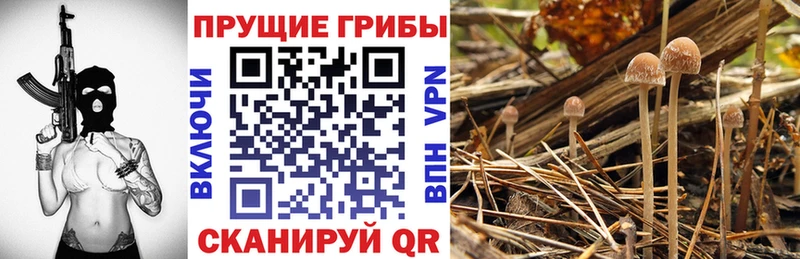 Псилоцибиновые грибы Psilocybe  Бирюч 